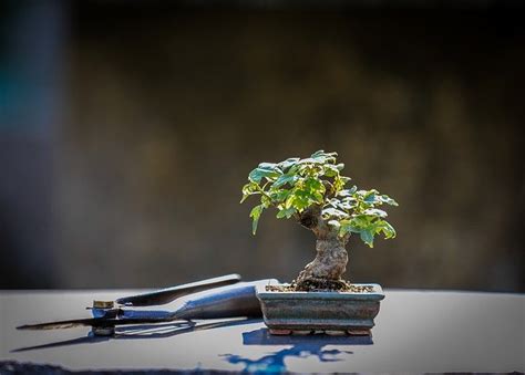 植物盆栽|盆栽とは？どのような植物を盆栽というのか？鑑賞方法や特徴、。